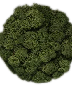 Dekormose<span> - </span>Moss green, 500g